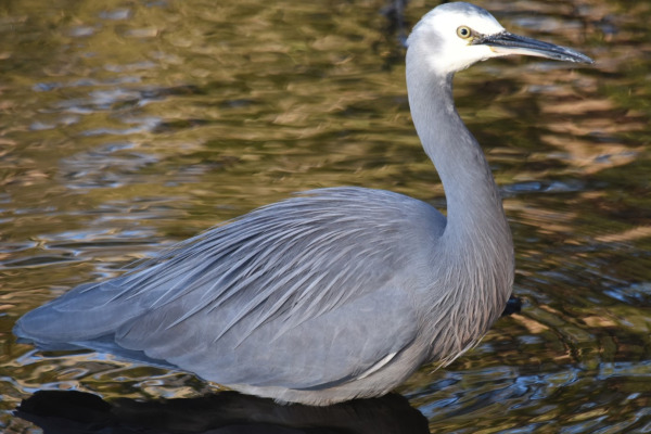 White-faced Heron