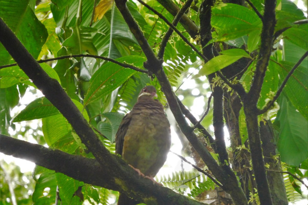 White-faced Quail-Dove