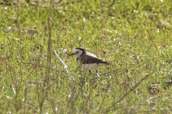 White-fronted Chat
