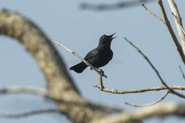 White-fronted Chat