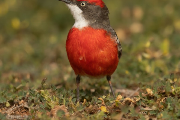 White-fronted Chat