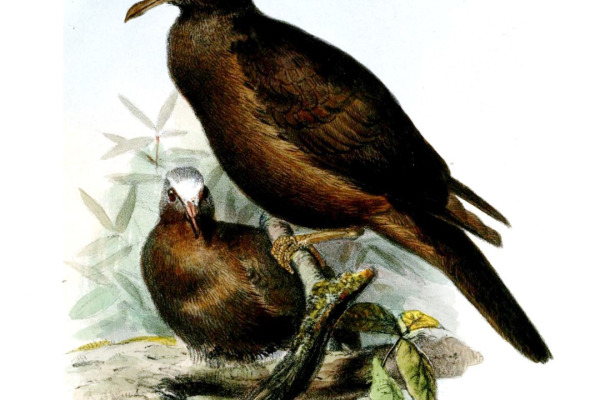 White-fronted Fruit Dove