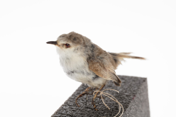 White-fronted Gerygone