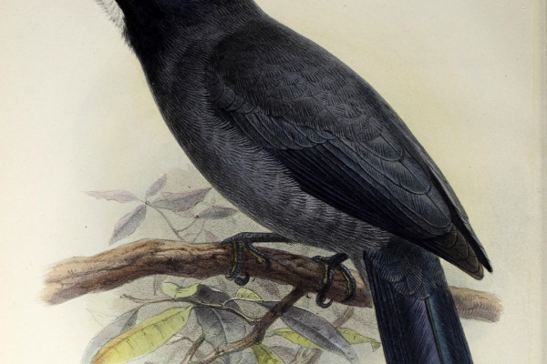 White-fronted Nunbird