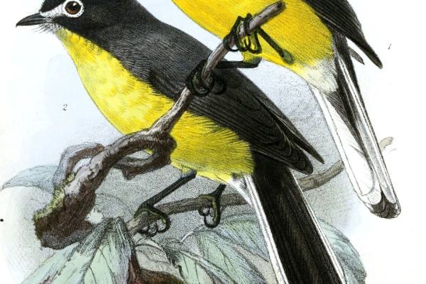 White-fronted Redstart