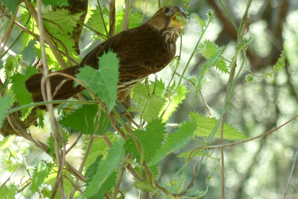 White-fronted Seedeater