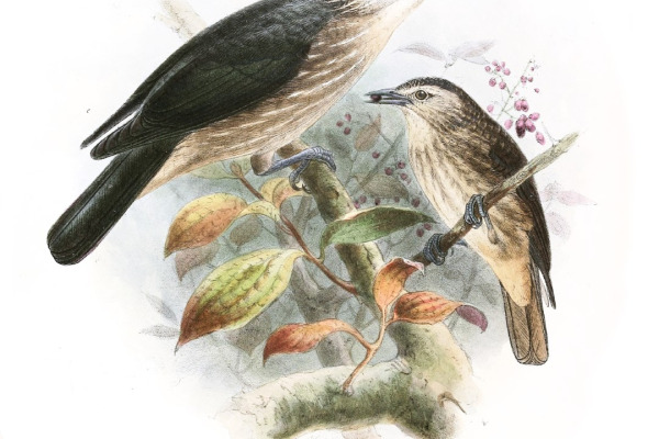 White-fronted Starling