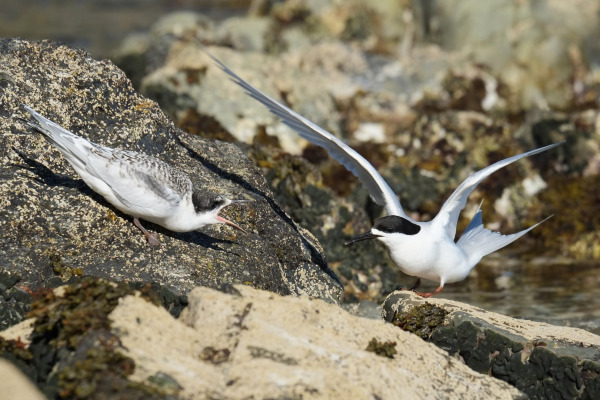 White-fronted tern