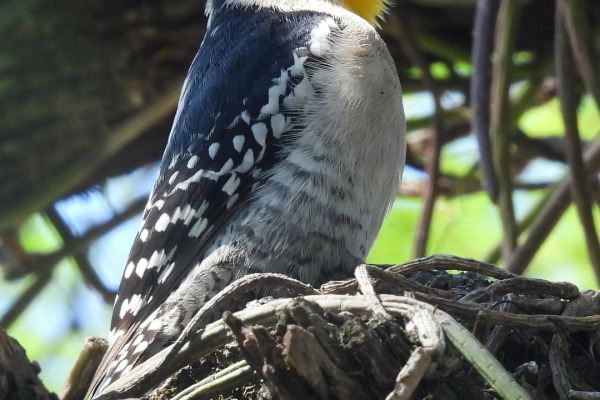 White-fronted Woodpecker