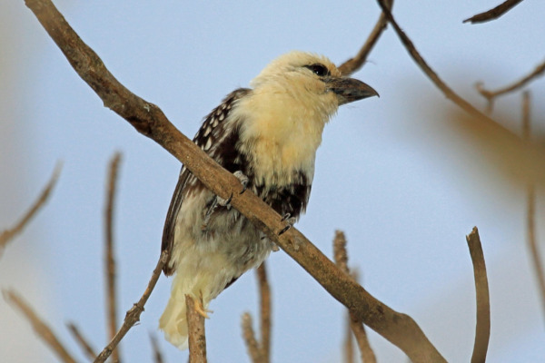 White-headed Barbet