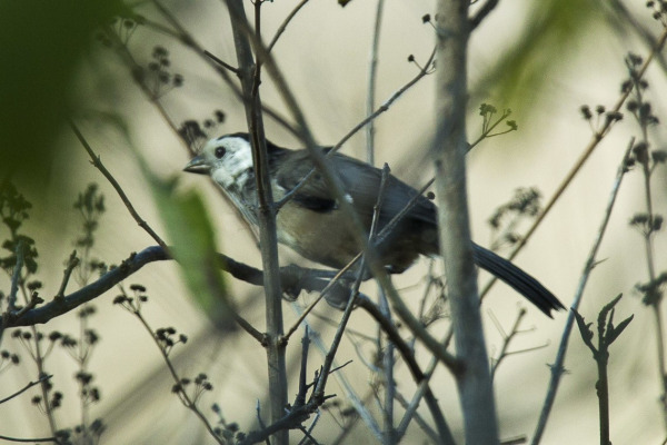 White-headed Brush-Finch