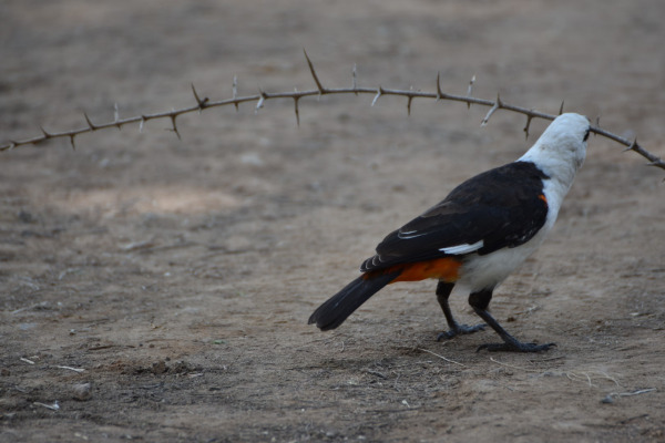 White-headed Buffalo Weaver