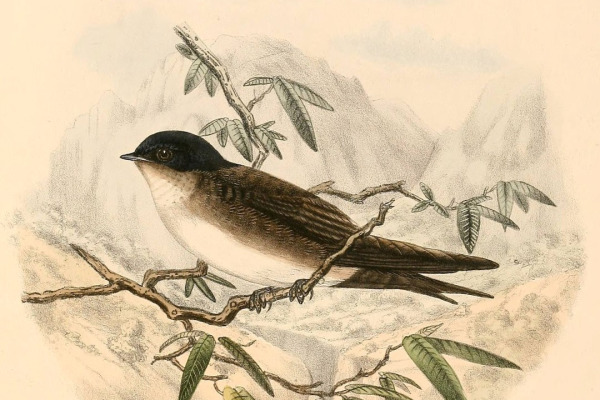 White-headed Cacholote