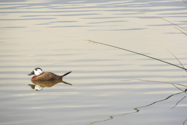White-headed Duck