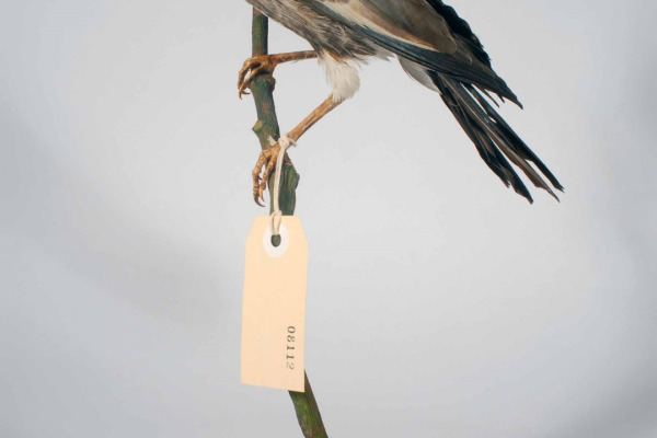 White-headed Glossy-Starling