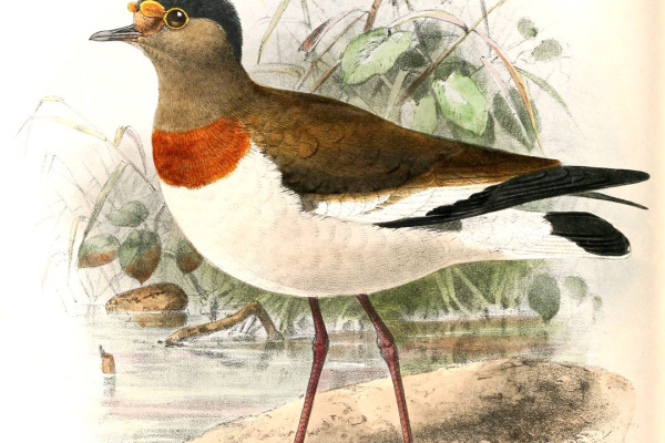 White-headed Lapwing