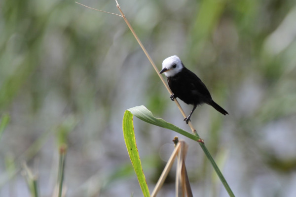 White-headed Marsh Tyrant