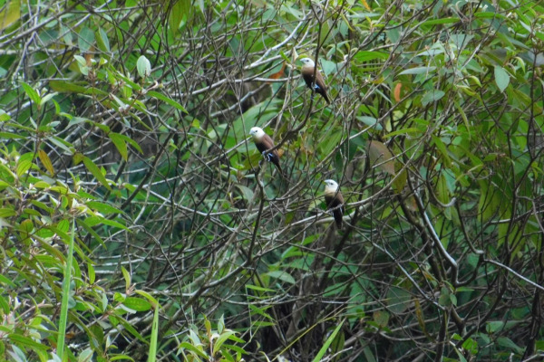White-headed Munia
