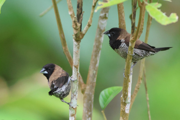 White-headed Munia