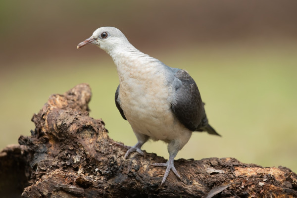 White-headed Pigeon