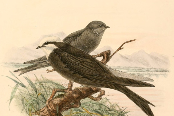 White-headed Saw-wing