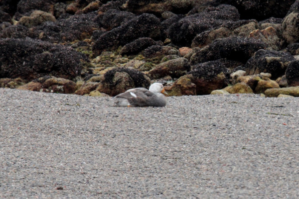 White-headed Steamer-Duck