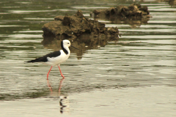 White-headed Stilt