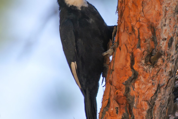 White-headed Woodpecker