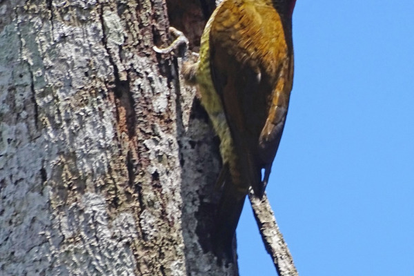 White-headed Woodpecker