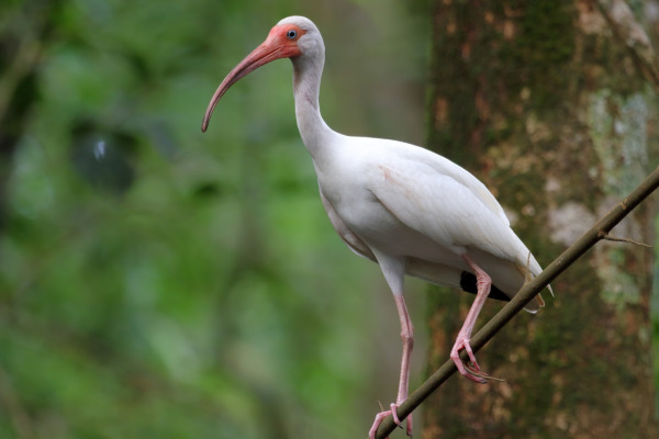 White Ibis