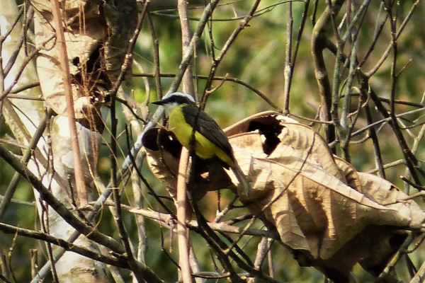 White-lined Tanager