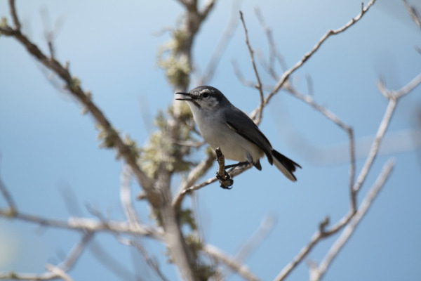 White-lored Gnatcatcher