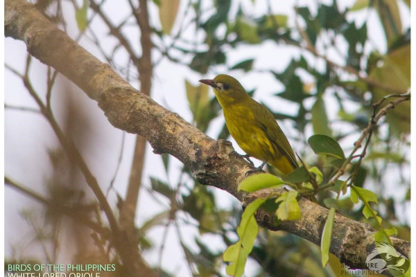 White-lored Oriole