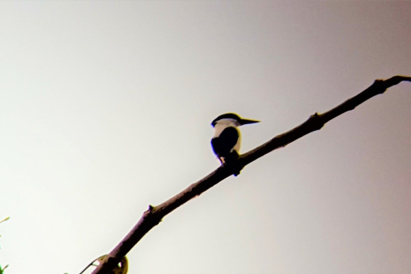 White-mantled Kingfisher