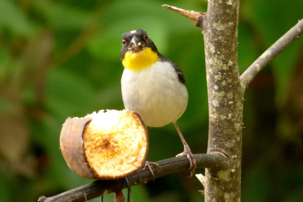 White-naped Brush Finch
