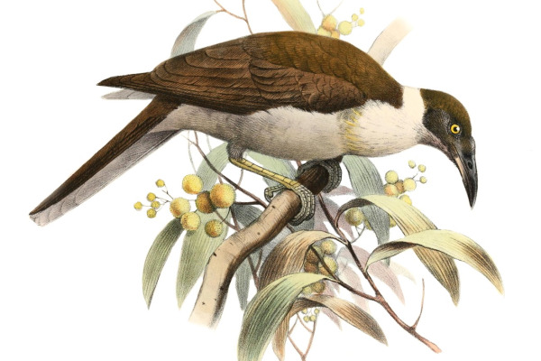 White-naped Honeyeater