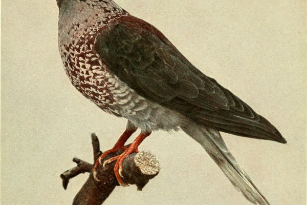 White-naped Pigeon
