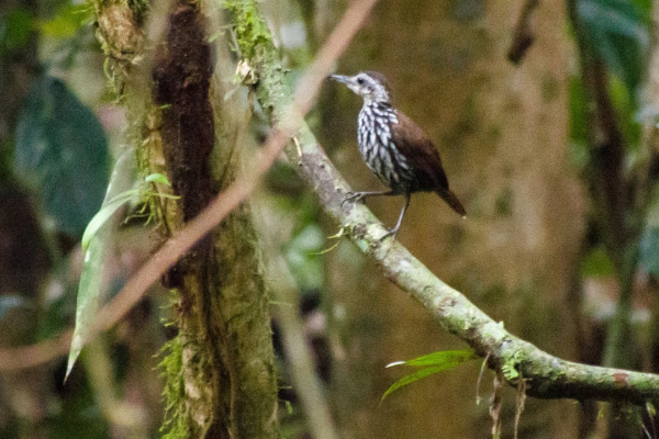 White-necked Babbler