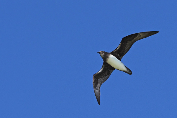 White-necked Petrel