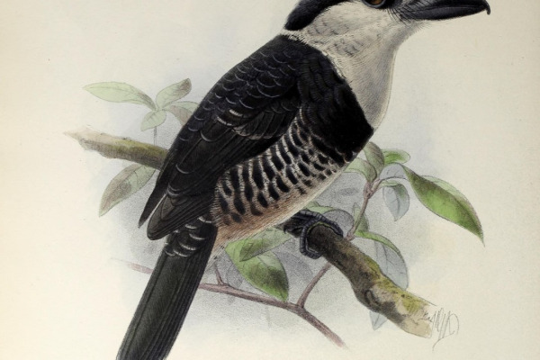 White-necked Puffbird