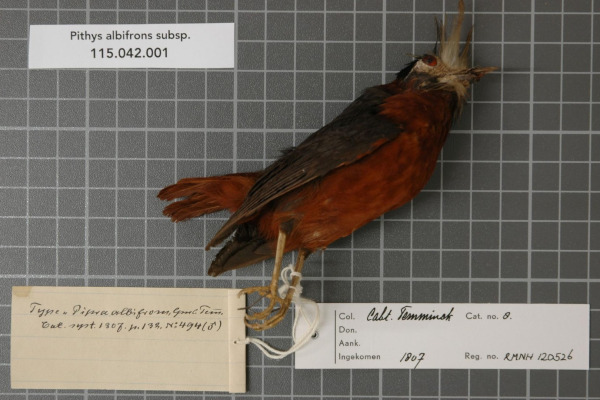 White-plumed Antbird
