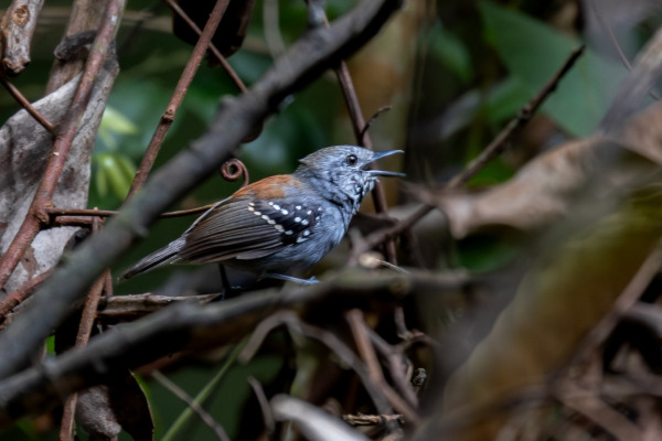 White-plumed Antbird