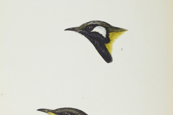 White-plumed Honeyeater