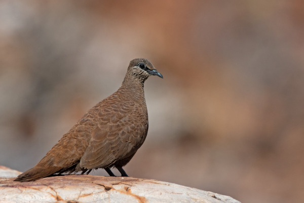 White-quilled Rock Pigeon