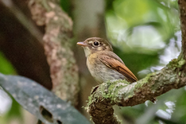 White-ringed Antwren