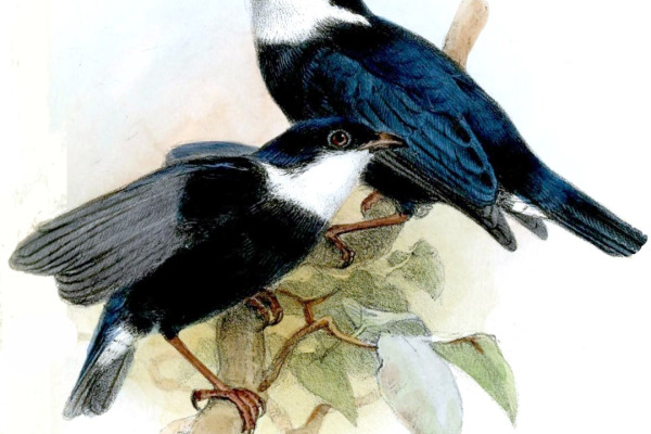 White-ruffed Manakin