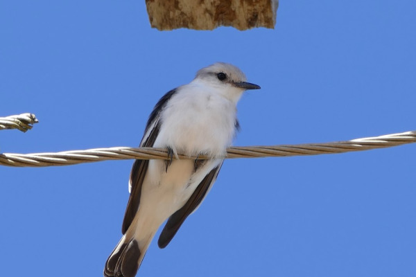 White-rumped Monjita