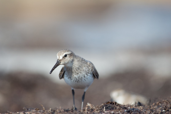 White-rumped Sandpiper