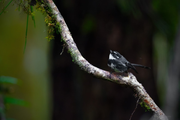 White-rumped Shama