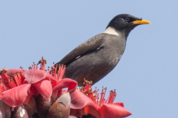 White-rumped Starling